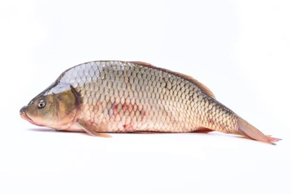 Pengendalian Hama dan Penyakit Pada Ikan Mas yang Sering Mengganggu