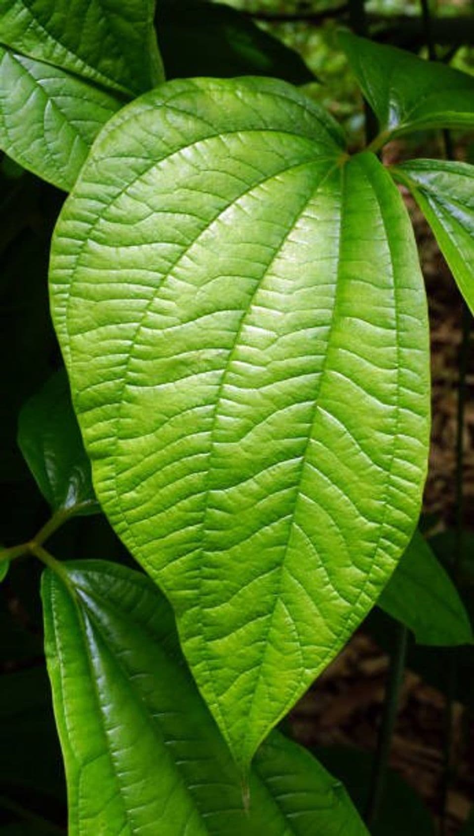 Begini Cara Membudidayakan Gadung Serta Cara Mengolahnya agar Aman Dikonsumsi