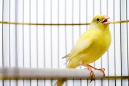 Tips Membedakan Burung Kenari Jantan dan Betina, serta Cara Menjodohkannya