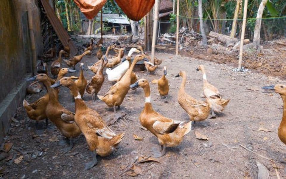 Budidaya Bebek Peking yang Benar, agar Hasil Sesuai dengan Keinginan
