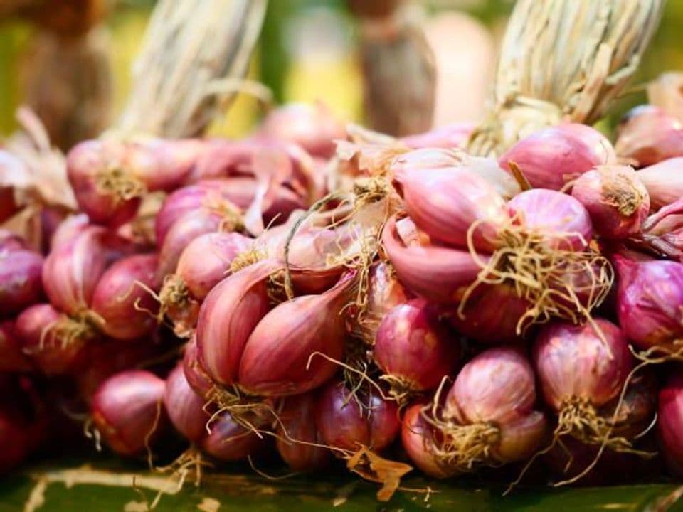 Pekarangan Sempit Masih Bisa Menanam Bawang Merah Menggunakan Sistem Hidroponik, Begini Panduan Lengkapnya!