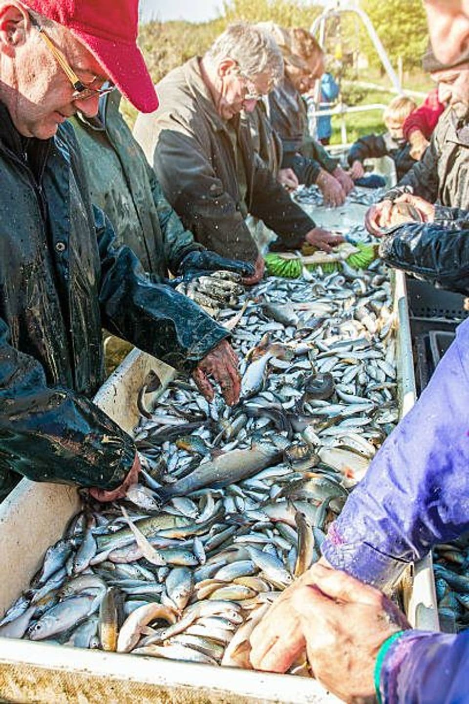 Strategi Pembudidaya Jaga Stabilitas Harga dengan Cara Panen Parsial