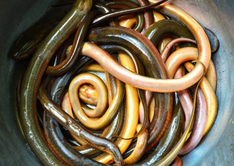 Proses Budidaya Belut Sawah dan Rawa: Pembenihan Hingga Panen