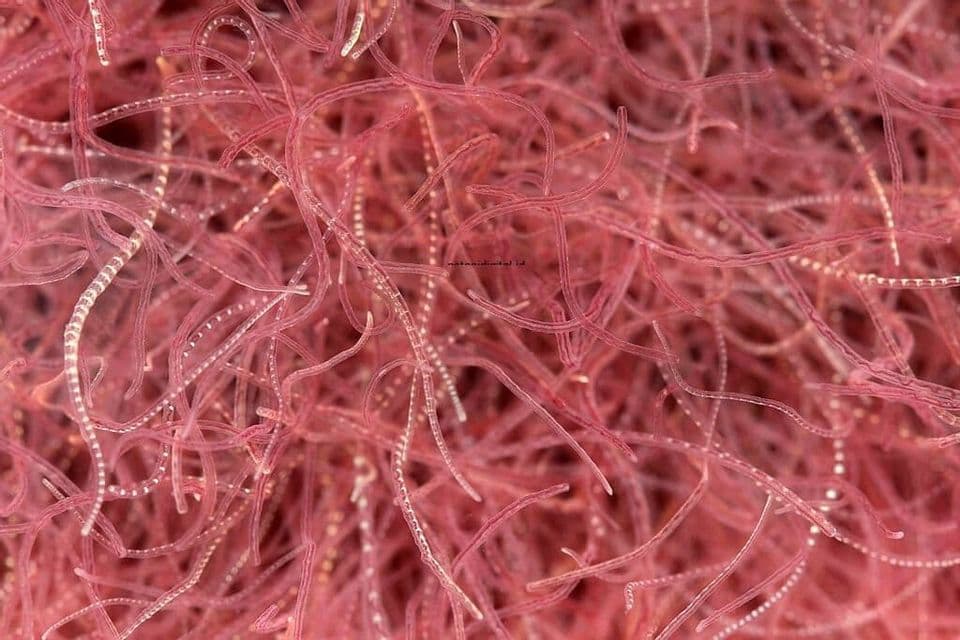 6 Bisnis Hewan Menjijikkan Justru Omset Jutaan