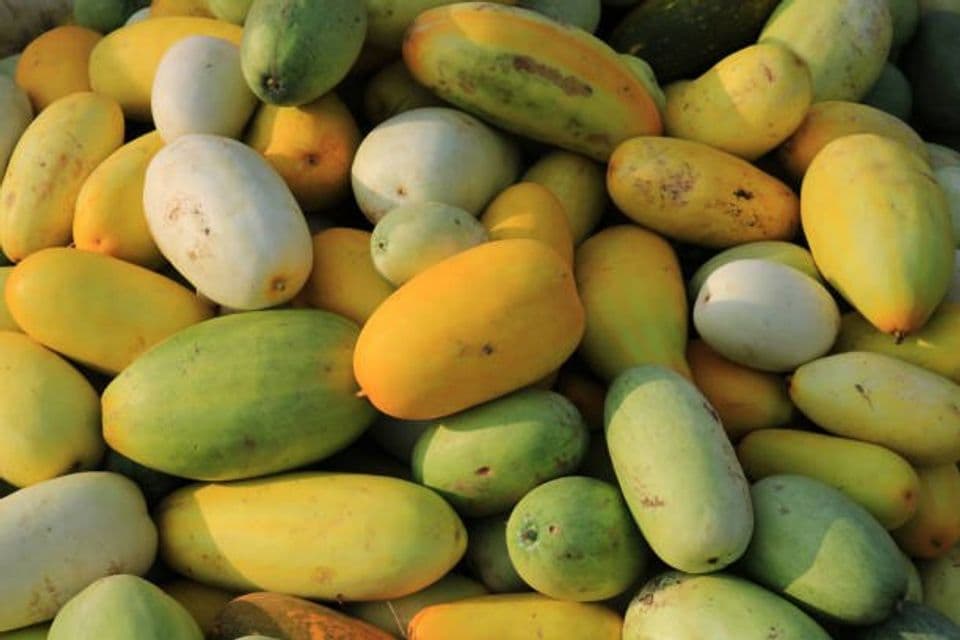 Panduan Lengkap Budidaya Timun Suri agar Menghasilkan Buah yang Lebat