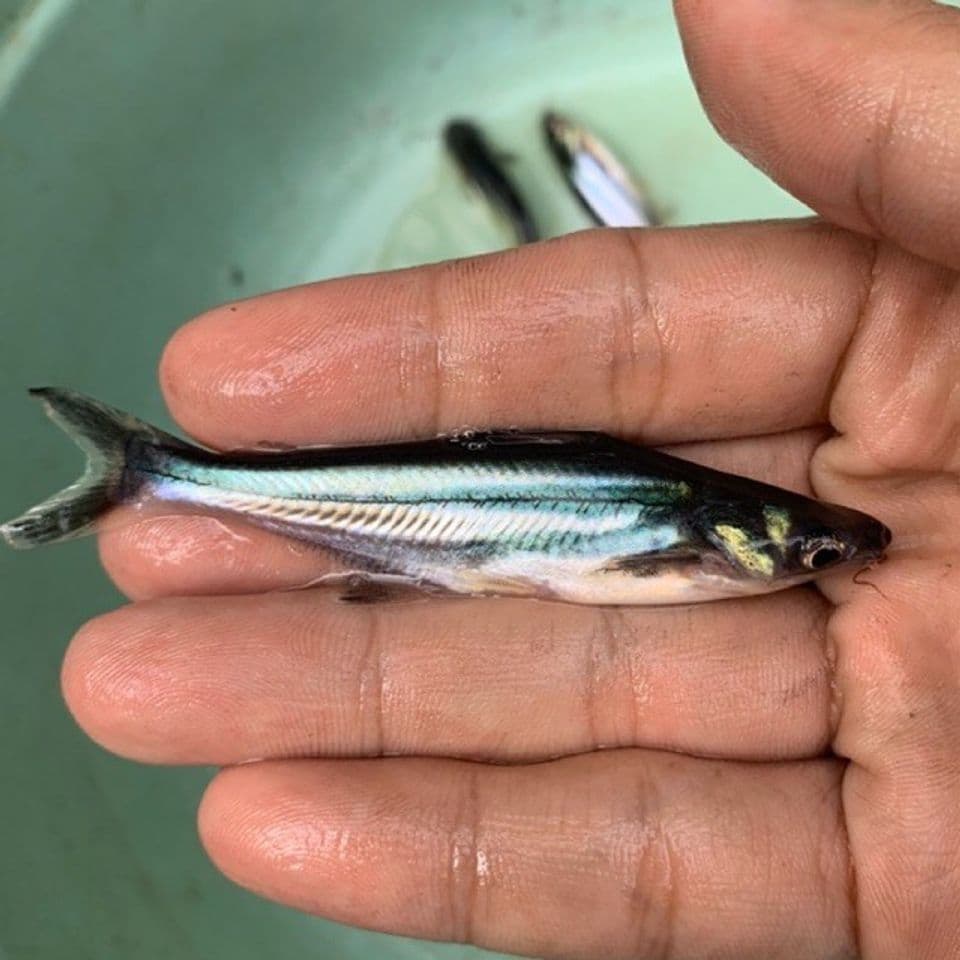 Perawatan Benih Patin Secara Maksimal agar Mendapatkan Hasil yang Menguntungkan