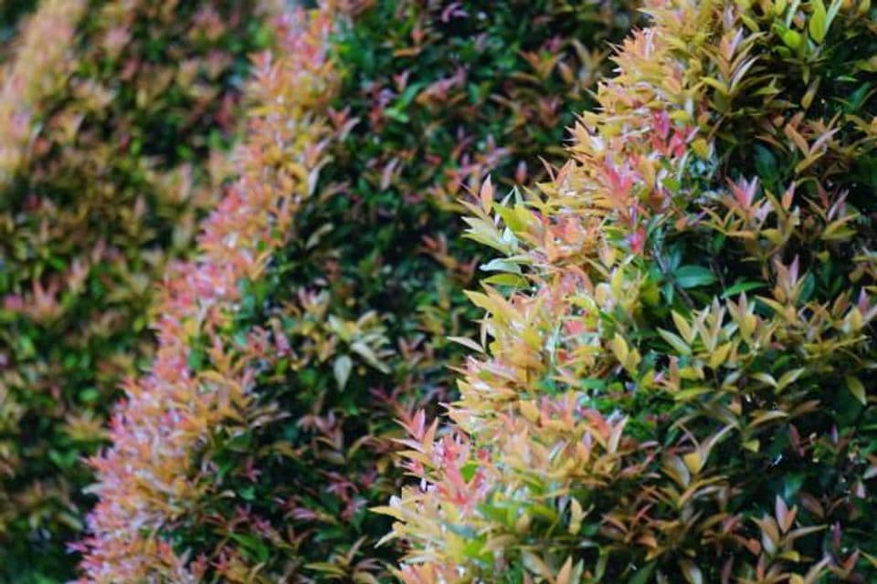 Budidaya Tanaman Hias Pucuk Merah: Perawatan dan Cara Menanam