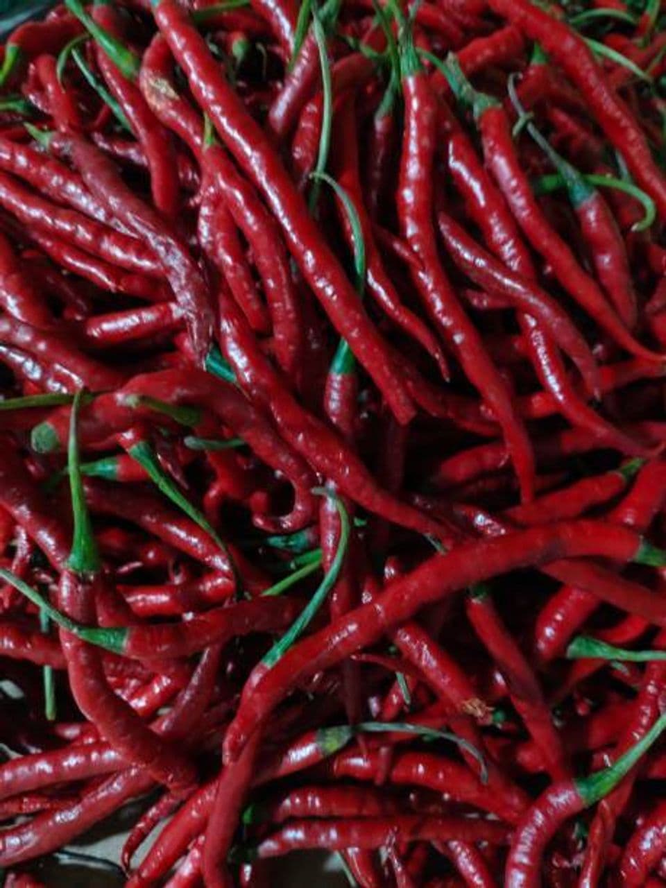 Tips dan Cara yang Tepat Budidaya Cabai Keriting agar Hasil Maksimal