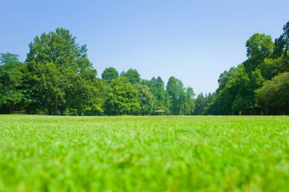 Cara Budidaya Rumput Jepang, Rumput Hias Taman yang Indah