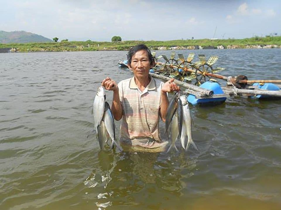 Cara Jitu Budidaya Ikan Bandeng agar Dapatkan Hasil Panen Maksimal
