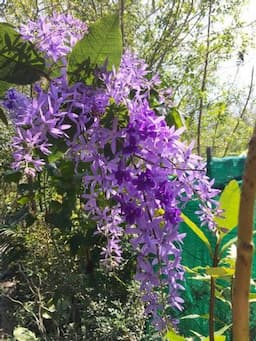 Cara Merawat dan Membudidayakan Bunga African Violet di Dalam Pot