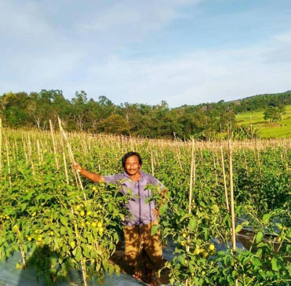 Sukses Bertani Penghasilan Mampu Bersaing dengan Gaji PNS