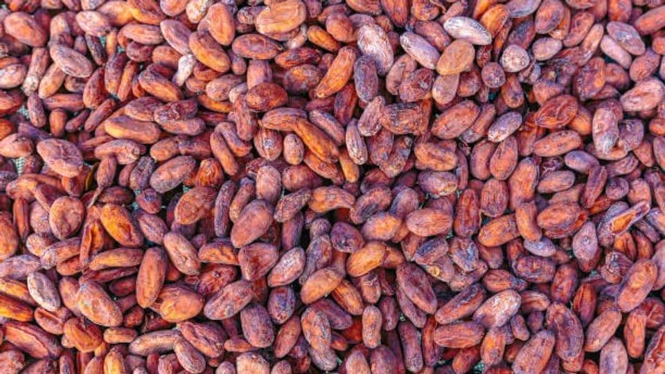 Teknik dan Tips yang Benar Memanen Kakao agar Hasil dan Nilai Jual Tinggi