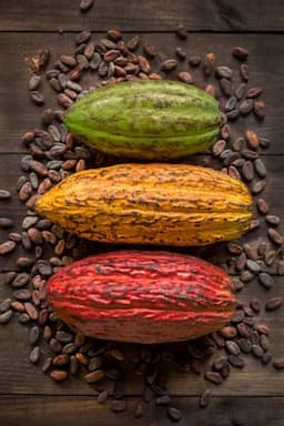 Cara Pengolahan Biji Kakao yang Bernilai Jual Tinggi 
