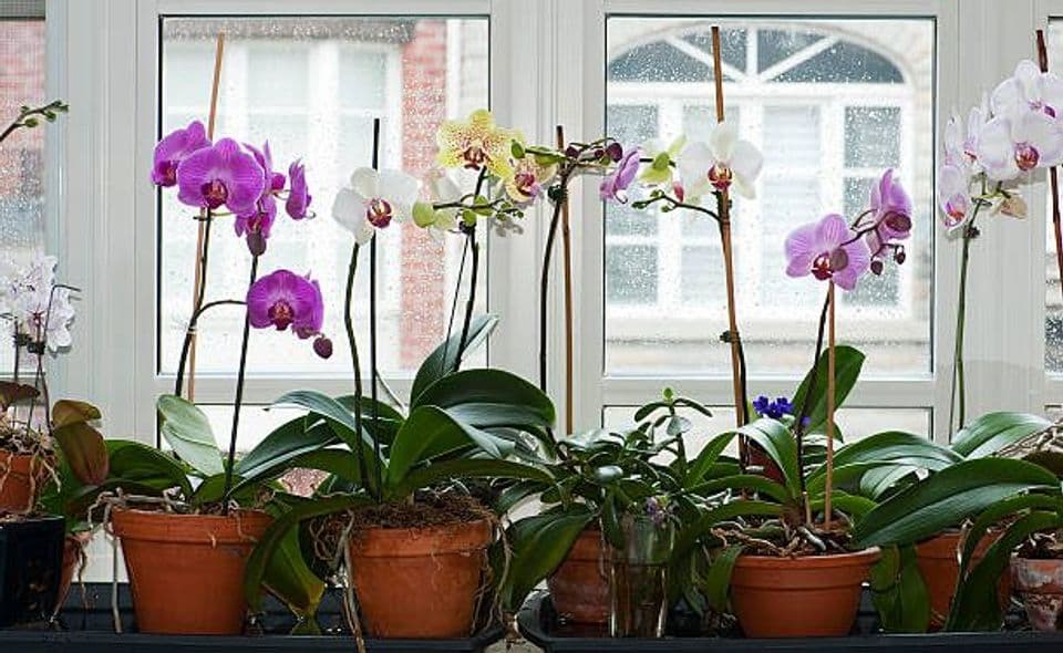 Membudidayakan Anggrek Bulan Menggunakan 2 Metode dan Perawatannya