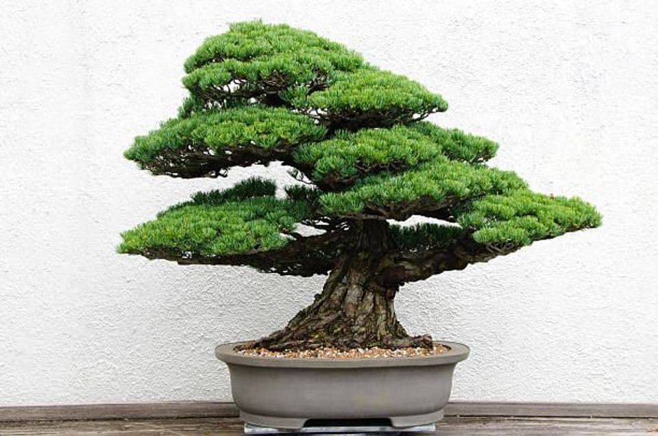 Peluang Usaha Bonsai, Untung Hingga Ratusan Juta