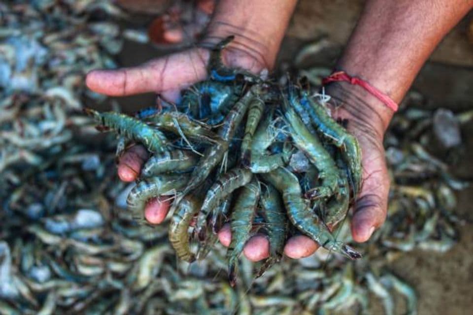 Panduan Lengkap Budidaya Udang Windu: Pemilihan Induk Hingga Proses Penetasan Telur