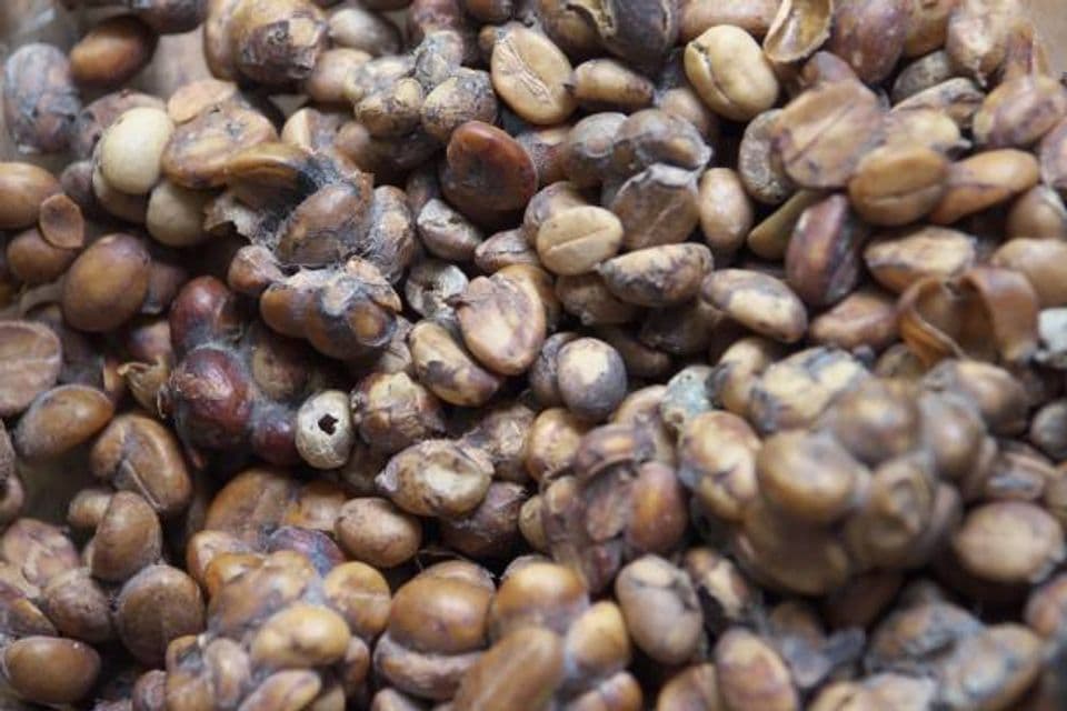 Kopi Luwak: Keunikan dan Kelebihannya, Wajar Harganya Segini!