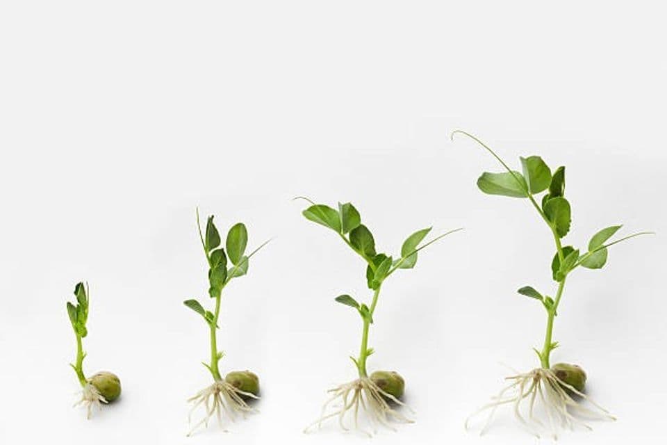 Budidaya Kacang Hijau: Pembibitan, Cara Menanam Hingga Panen dan Pasca Panen