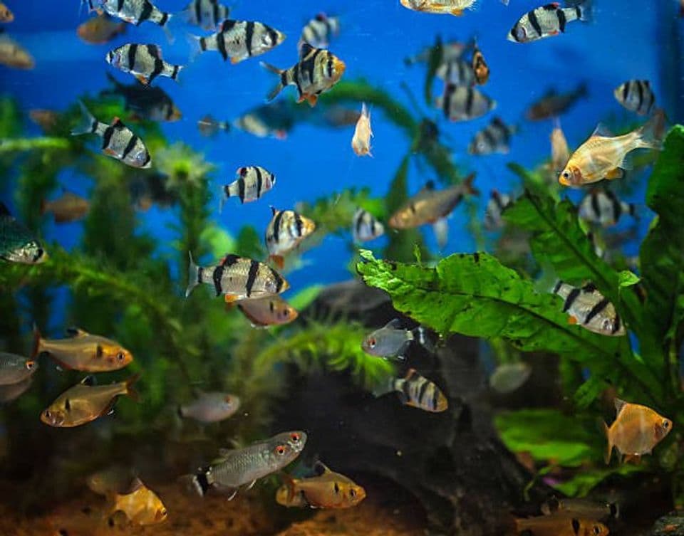 Perawatan yang Harus Dilakukan untuk Akuarium Air Tawar agar Ikan Tetap Sehat