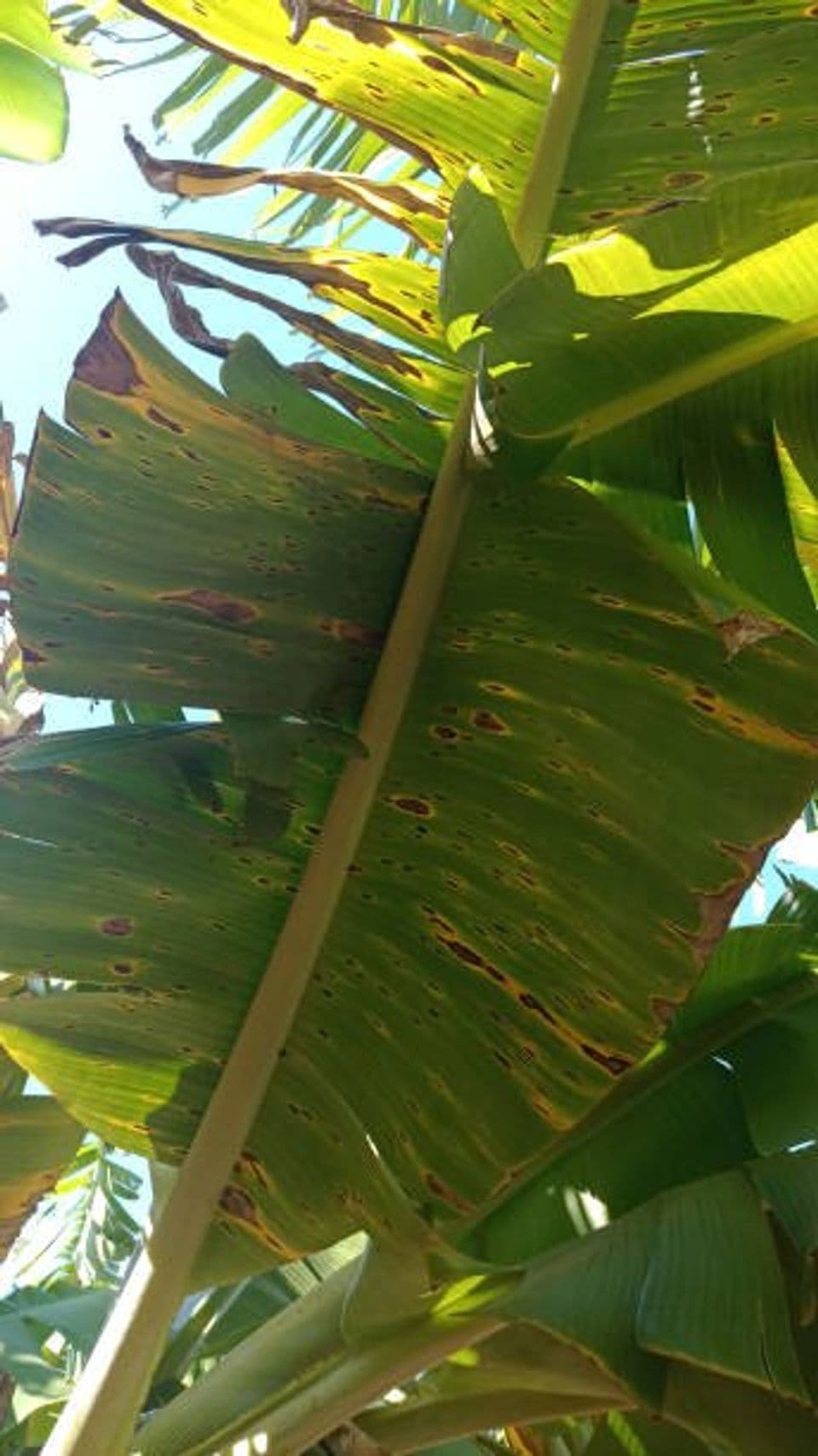 Cara Pengendalian Penyakit dan Hama yang Sering Menyerang Tanaman Pisang