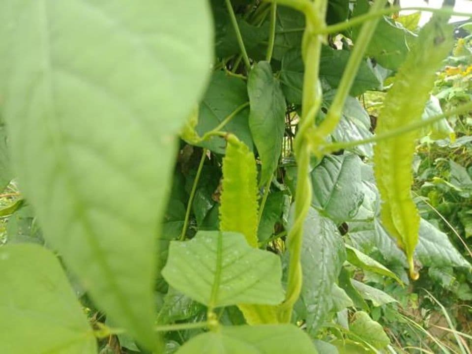 Panduan Lengkap Budidaya Kecipir: Syarat Tumbuh, Waktu Tanam, Perawatan Hingga Panen