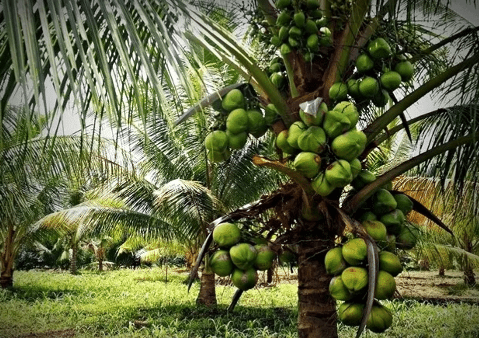 Cara Pemeliharaan Tanaman Kelapa Pasca Tanam Untuk Hasil Maksimal