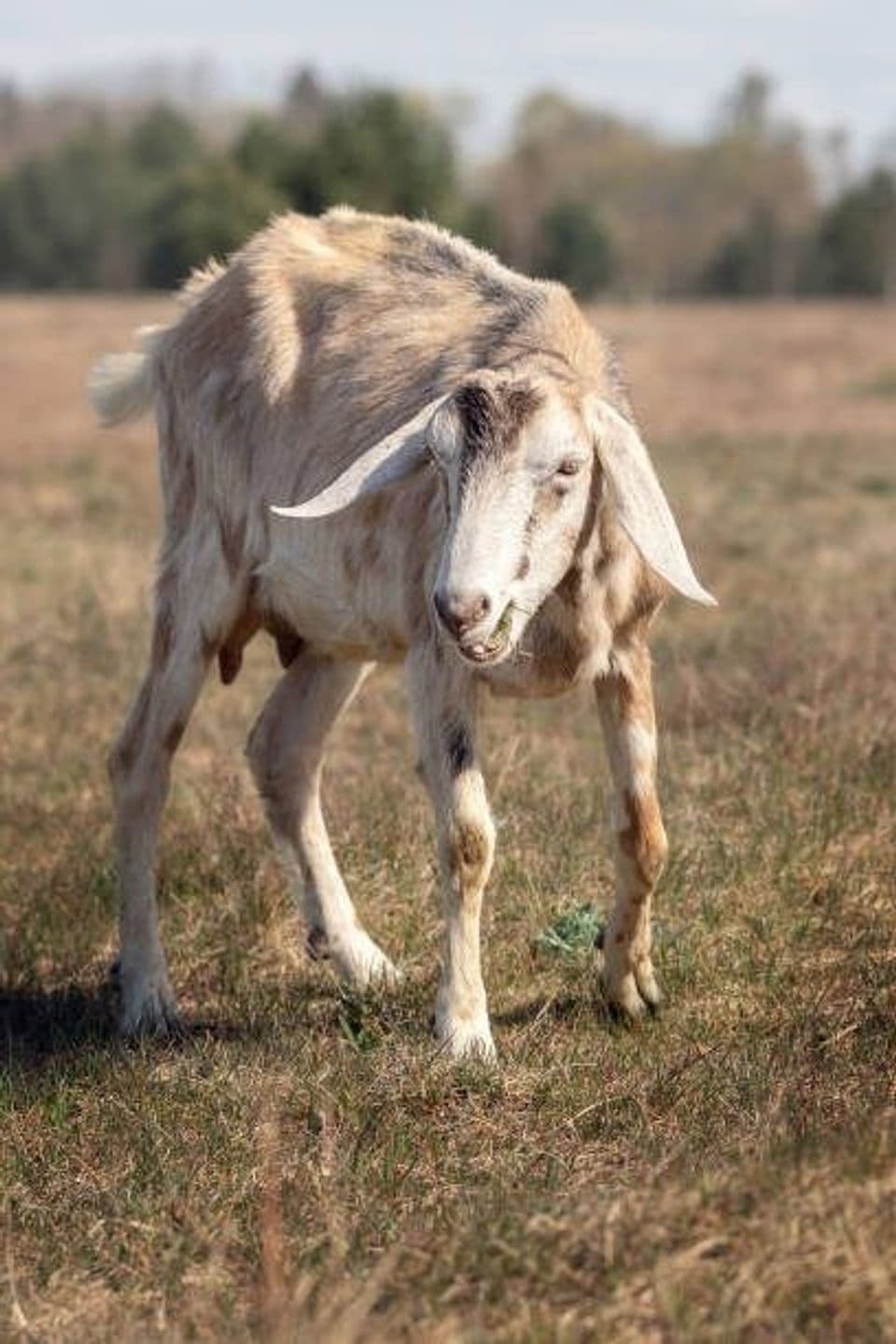 10 Jenis Penyakit yang Sering Menyerang Kambing atau Domba, Begini Cara Pengendaliannya