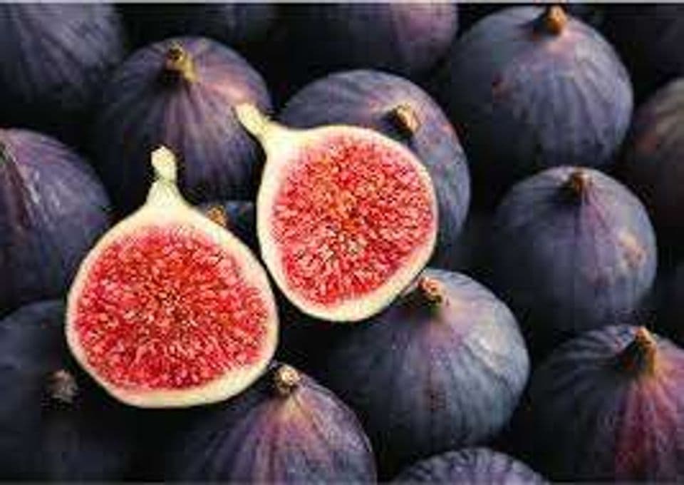 Budidaya Buah Tin Dalam Pot, Pemeliharaan Hingga Panen