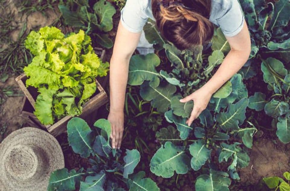Tingkatkan Potensi Agrowisata di Pekarangan Rumah Menggunakan Sistem Permakultur