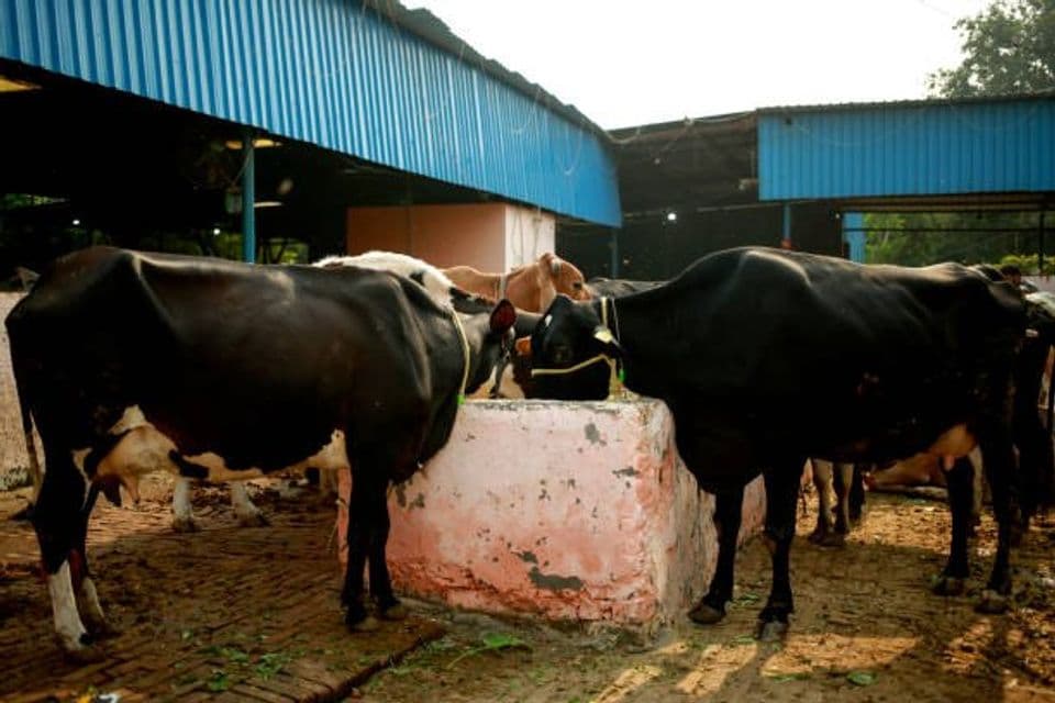 Peluang Usaha dan Syarat Mendirikan Tempat Pemotongan Hewan