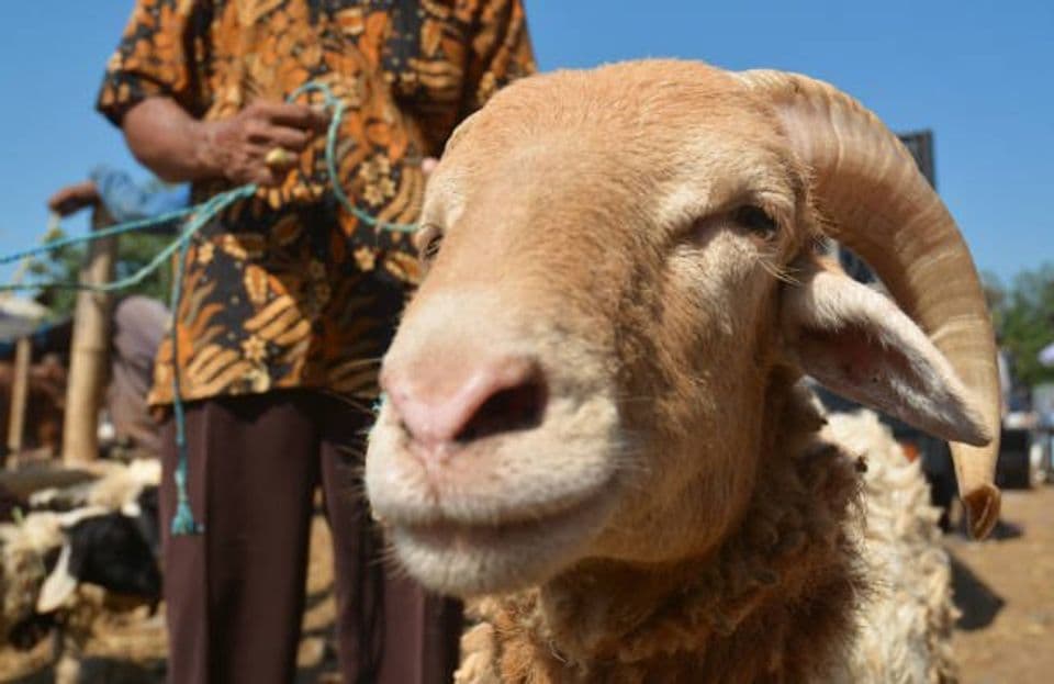 Peluang Usaha dan Cara Pembibitan Kambing Jawa
