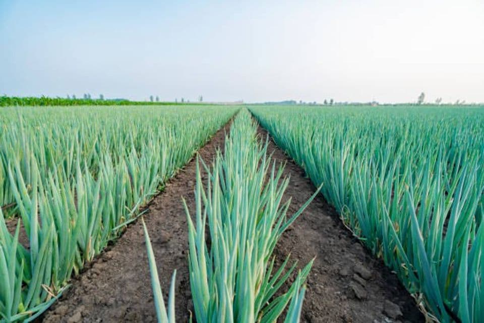 Syarat Tumbuh Tanaman Daun Bawang Agar Mendapatkan Hasil Panen yang Maksimal