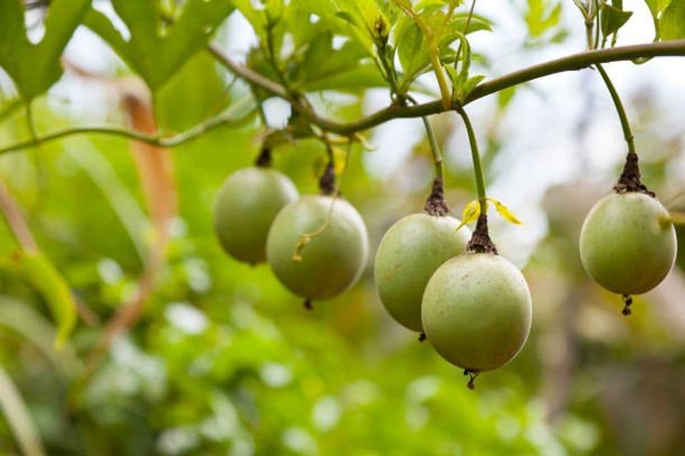 Budidaya Markisa: Pembibitan, Perawatan dan Pengolahan Lahan