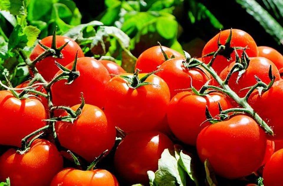 Cara Menanam Tomat Yang Benar