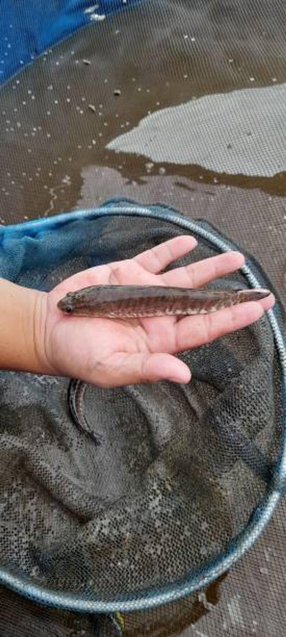 Budidaya Ikan Gabus: Cara dan Proses Pemijahan Bibit Ikan Gabus