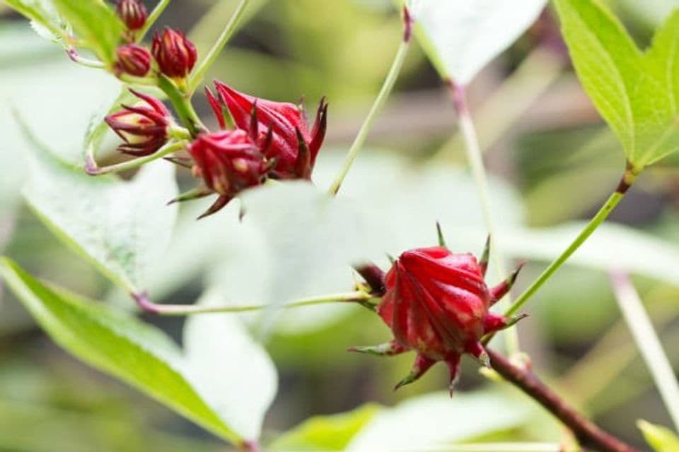 Budidaya Bunga Rosella: Pembibitan, Cara Menanam Hingga Panen