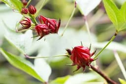 Budidaya Bunga Rosella: Pembibitan, Cara Menanam Hingga Panen 