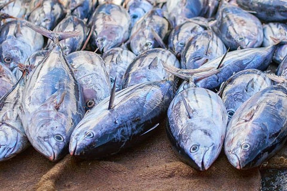 Perikanan Ikan Tuna Berpotensi Ekspor, Begini Cara Budidayanya