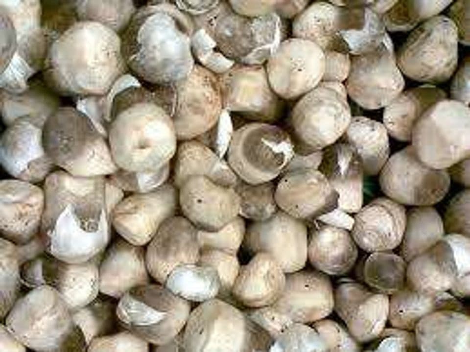 Begini Cara Budidaya Jamur Merang Bagi Pemula yang Mudah