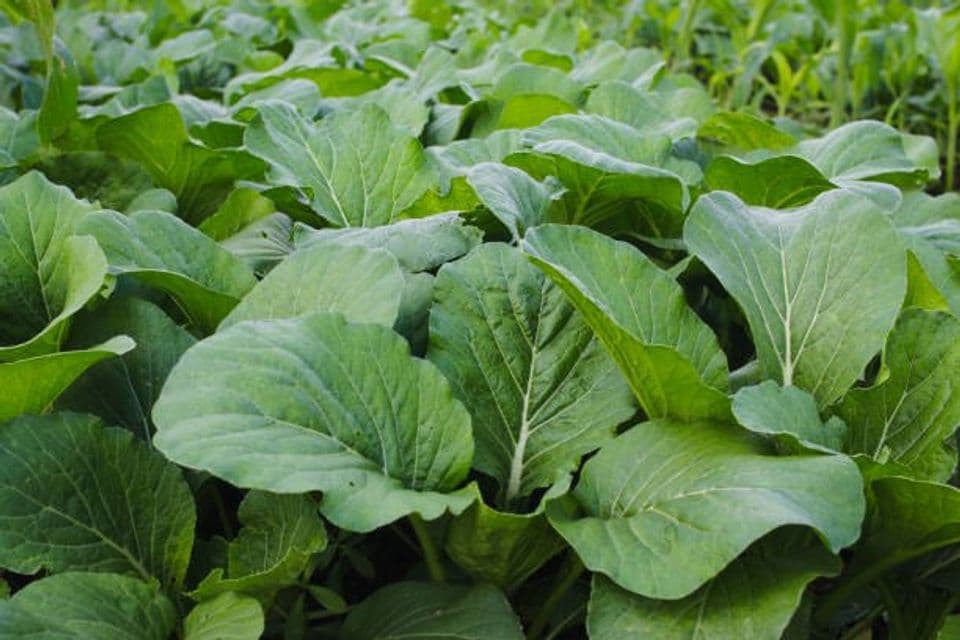 Budidaya Sawi Hijau: Pembibitan, Cara Menanam Hingga Panen