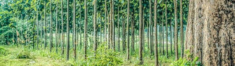 Cara Lengkap Budidaya Pohon Jati agar Hasil Maksimal