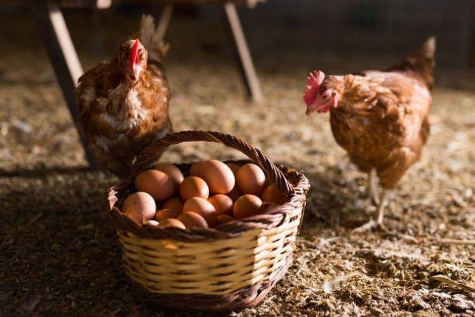 Bisnis Ayam Petelur: Cara dan Langkahnya yang Bikin Untung