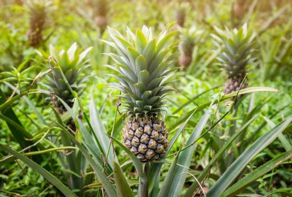 Cara Budidaya Nanas Abacaxi yang Mudah Dengan Untung Berlimpah