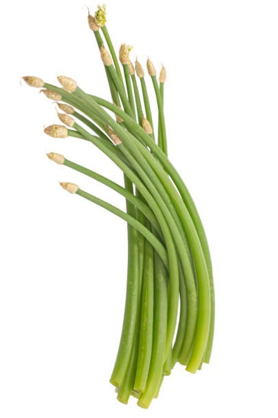 Mengenal Bawang Kucai dan Panduan Lengkap Membudidayakannya