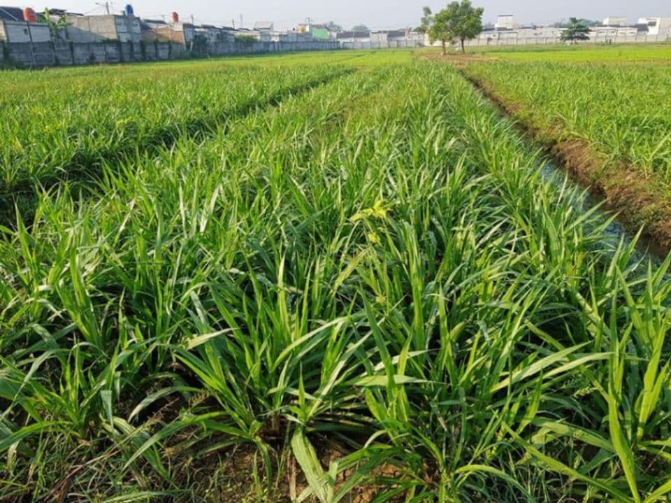 Budidaya Rumput Odot untuk Pakan Ternak Kambing dan Domba