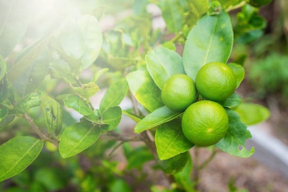 Budidaya Jeruk Nipis di Dalam Pot, Solusi Pekarangan Sempit