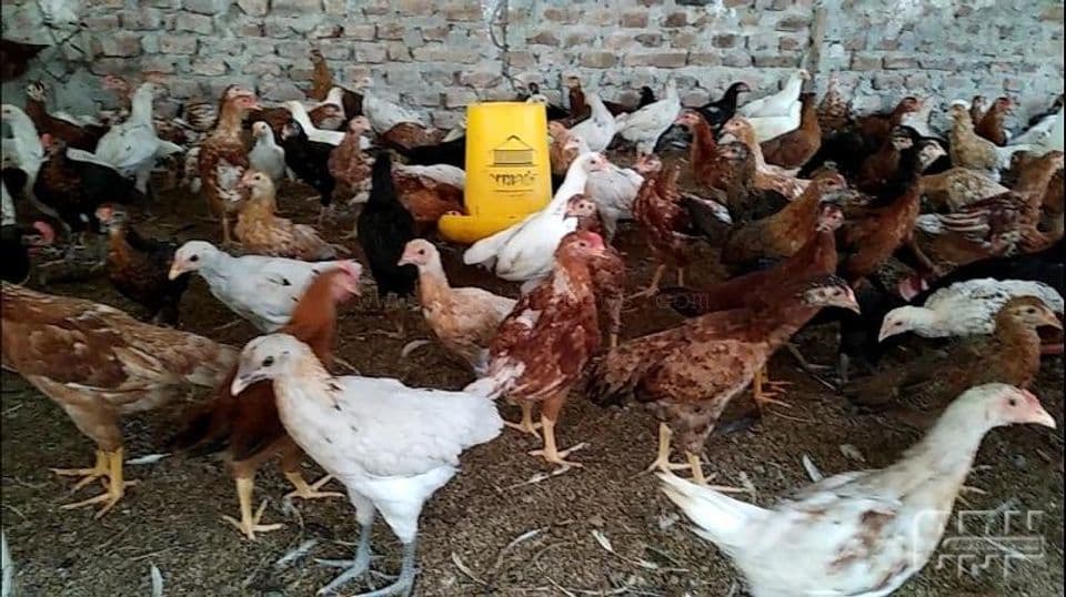 Lakukan 9 Cara ini Saat Berternak Ayam Joper, Dijamin  Berhasil