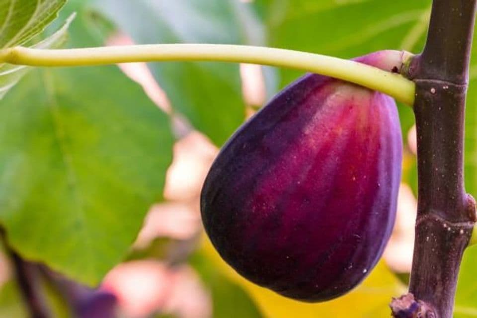 Potensi Sektor Pertanian dengan Membudidayakan Buah Tin, Begini Caranya!