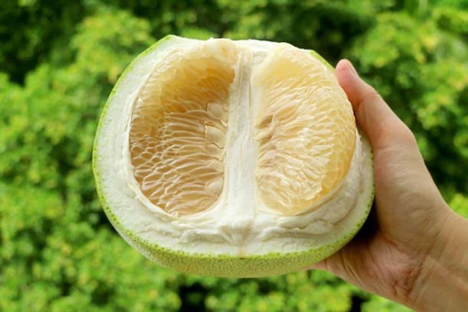 Begini Syarat Tumbuh Tanaman Jeruk Bali yang Harus Kalian Pahami